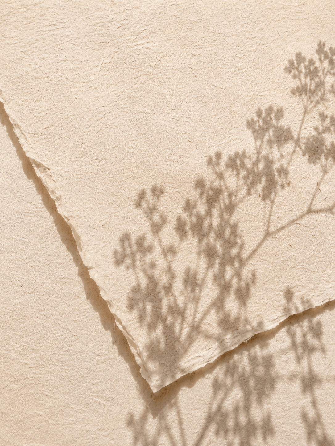 Papier artisanal crème avec ombres de gypsophile